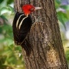 Datel svetlezoby - Campephilus guatemalensis - Pale-billed woodpecker 2957-1